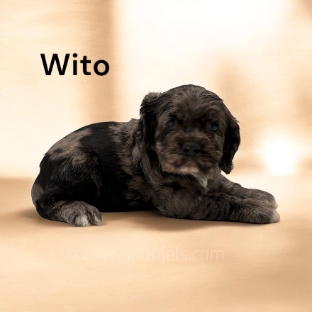 puppy, for, sale, Cocker Spaniel, Joe & Cherri  Overlease, dog, breeder, Miller, MO, dog-breeder, puppy-for-sale, forsale, nearby, find, puppyfind, locator, puppylocator, aca